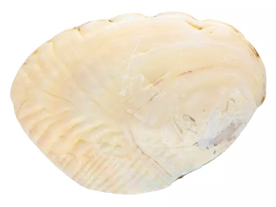K1E28 MUSZLA - 1 SZTUKA